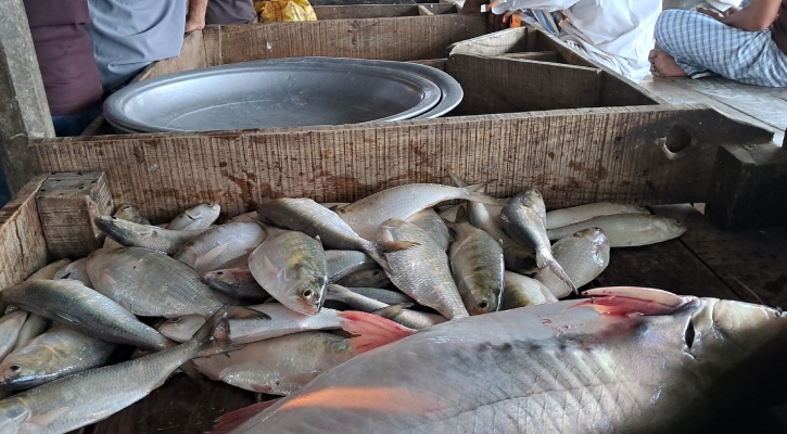 মেঘনায় ধরা পড়ছে ইলিশ, বেচাকেনায় সরগরম আড়ত